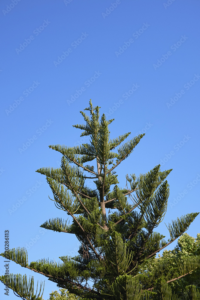 Araucaria heterophylla Araucaria heterophylla