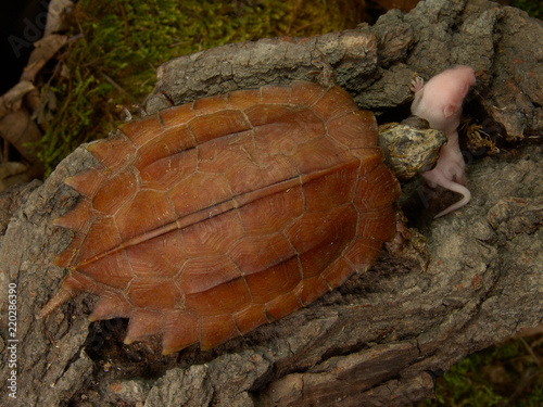 Ryukyu leaf turtle Geoemyda spengleri japonica in terrarium eating mouse