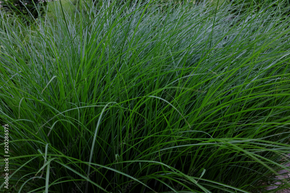 Fototapeta premium Miscanthus sinensis, Gracillimus