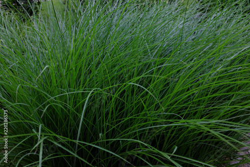 Foto Miscanthus sinensis, Gracillimus