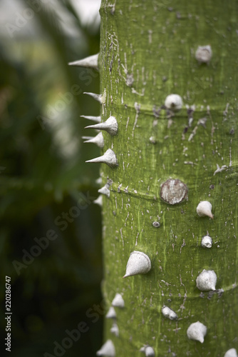 Ceiba pentadra photo