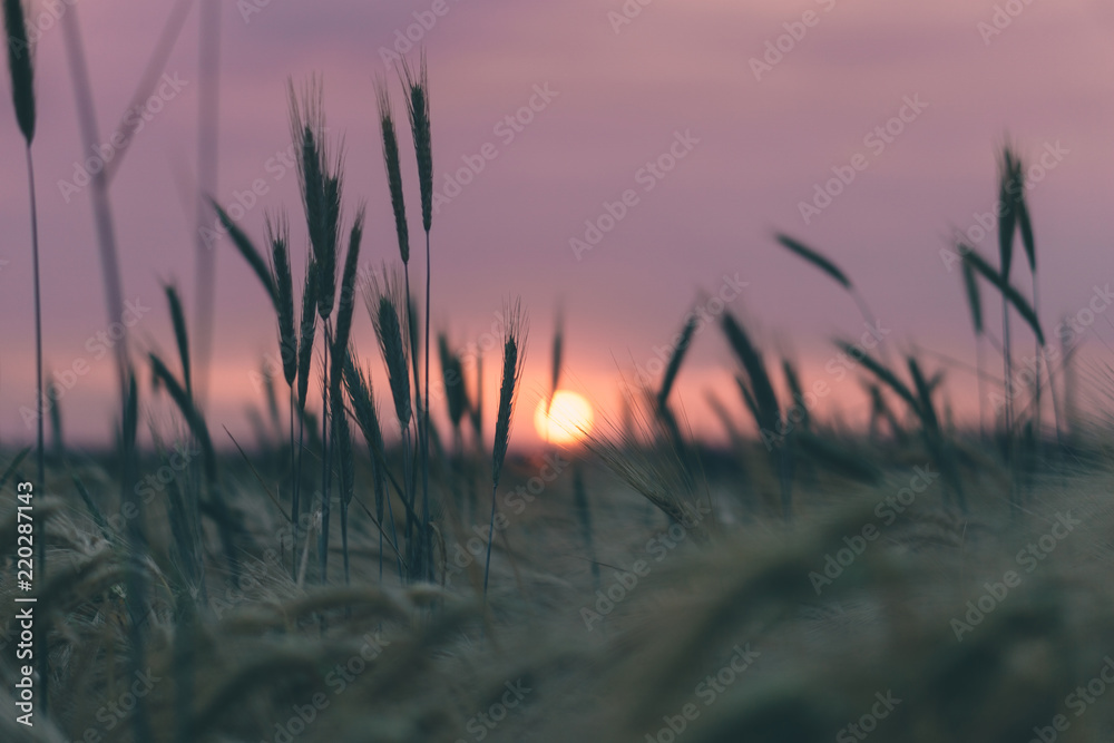 Feld Feld
