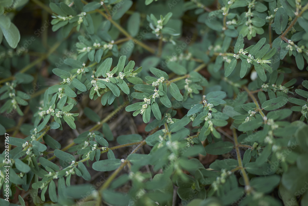 Euphorbia maculata Euphorbia maculata