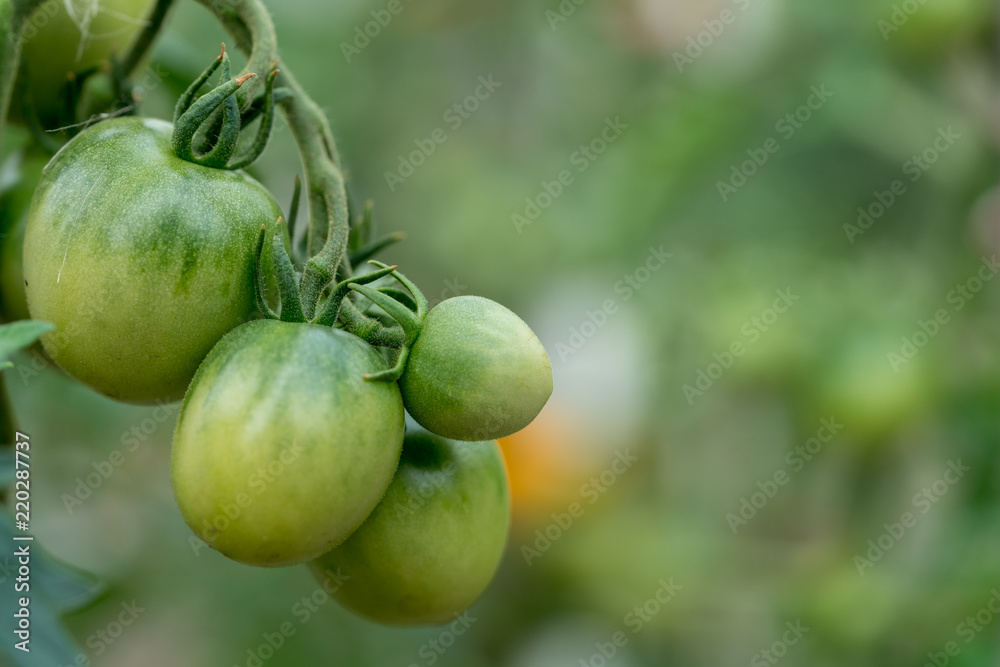 Green organic tomatoes Green organic tomatoes