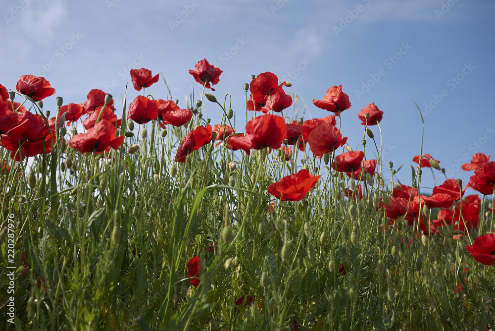 Obraz premium Papaver rhoeas