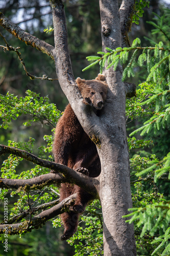 brown bear climbing up a tree