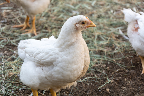 Broiler chickens on a rural poultry farm. Chicken in animal rural farm. © natalyamatveeva