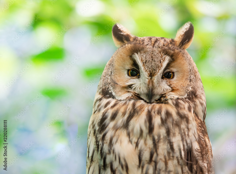 portrait of a tired long eared owl on a soft colorful background portrait of a tired long eared owl on a soft colorful background