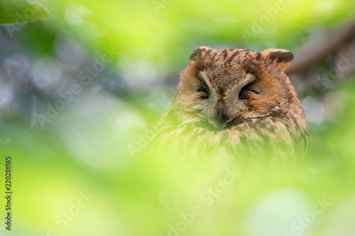portrait of a sleeping long eared owl in the tree surrounded by soft green blurry leaves