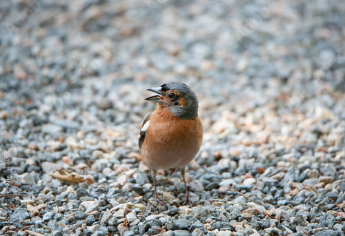 closeup of a male chaffinch standing on pebble stones photo