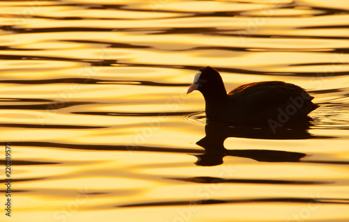 against the light shot of a coot on the lake at sunset