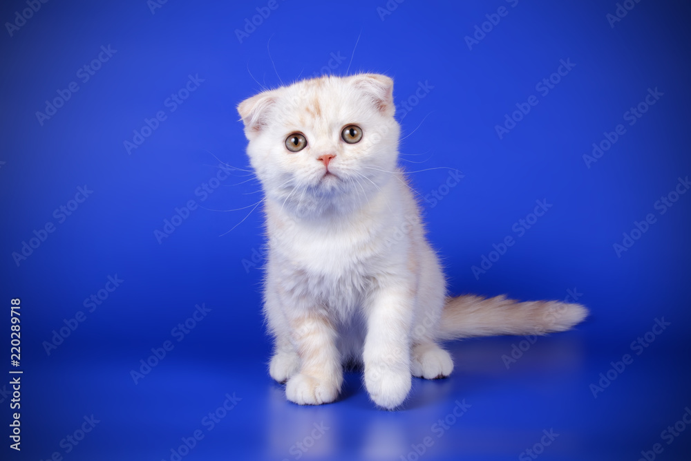 Fototapeta premium Scottish fold shorthair cat on colored backgrounds