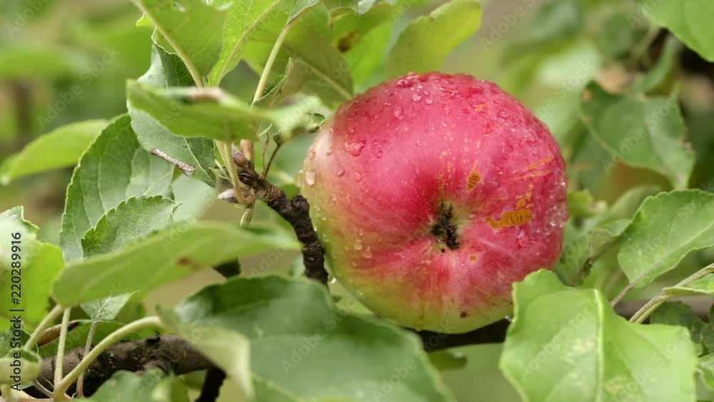 Young apples ripen on a branch among the green foliage. Fruit growing on the farm Young apples ripen on a branch among the green foliage. Fruit growing on the farm