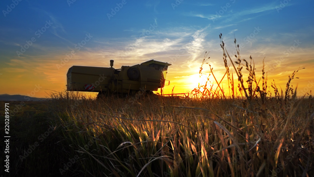 Fototapeta premium Farmer combining wheat, rice at sunset