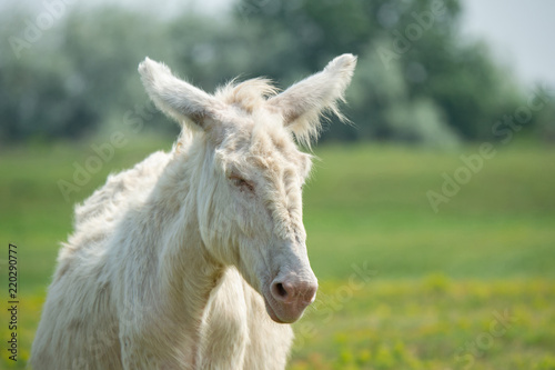 portrait of a dozily white donkey - special breeding - Burgenland Austria © Alexandra Giese