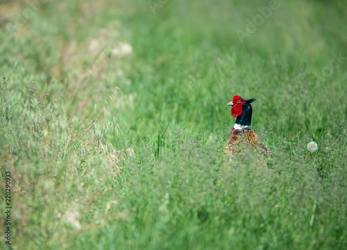 colorful male pheasant looking out of the grass - Burgenland Austria