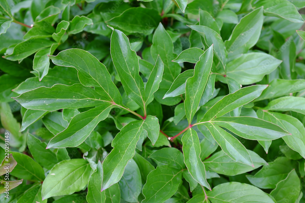 Obraz premium Paeonia, Sword Dance