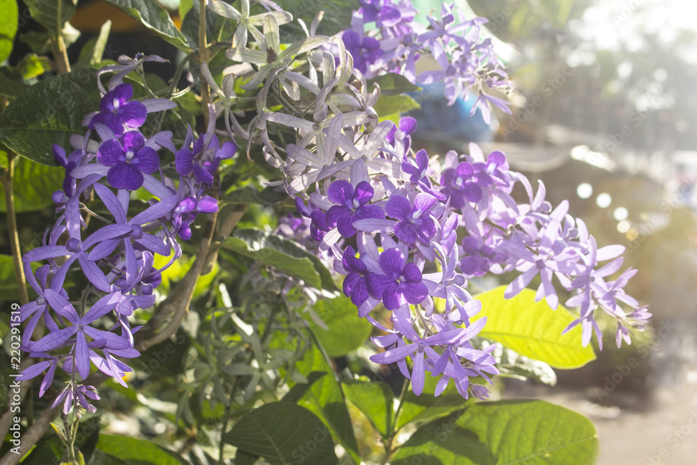Petrea volubilis in a garden with daylight. Petrea volubilis in a garden with daylight.