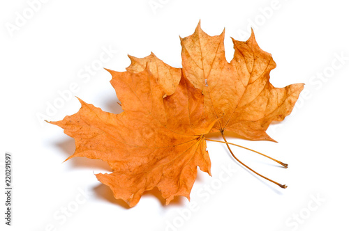 Autumn maple leaves isolated on white background. 