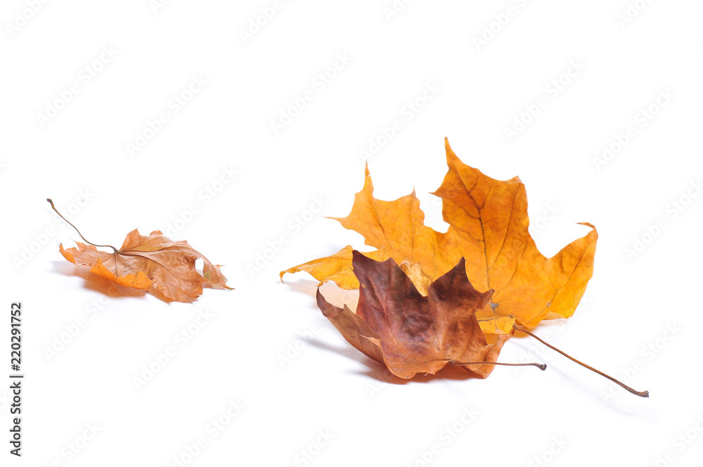 Autumn maple leaves isolated on white background.
Autumn maple leaves isolated on white background.