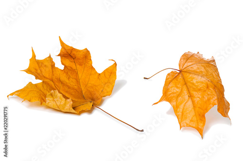 Autumn maple leaves isolated on white background.
