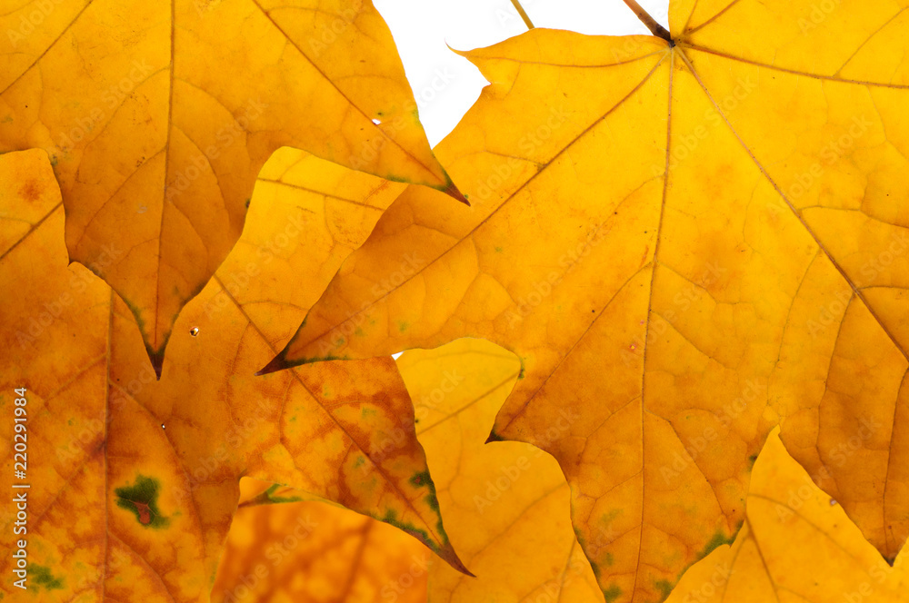 Autumn maple leaves isolated on white background. Autumn maple leaves isolated on white background.