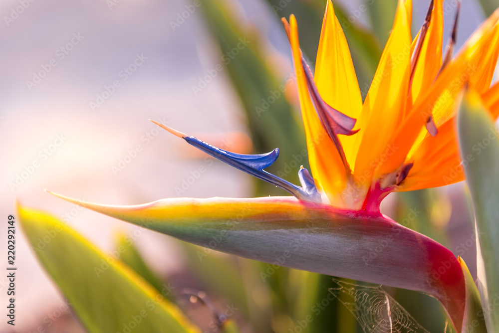 bird of paradise flower detail at sunset