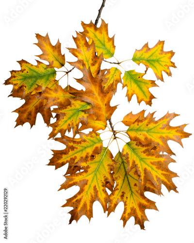 Autumn maple leaves isolated on white background.