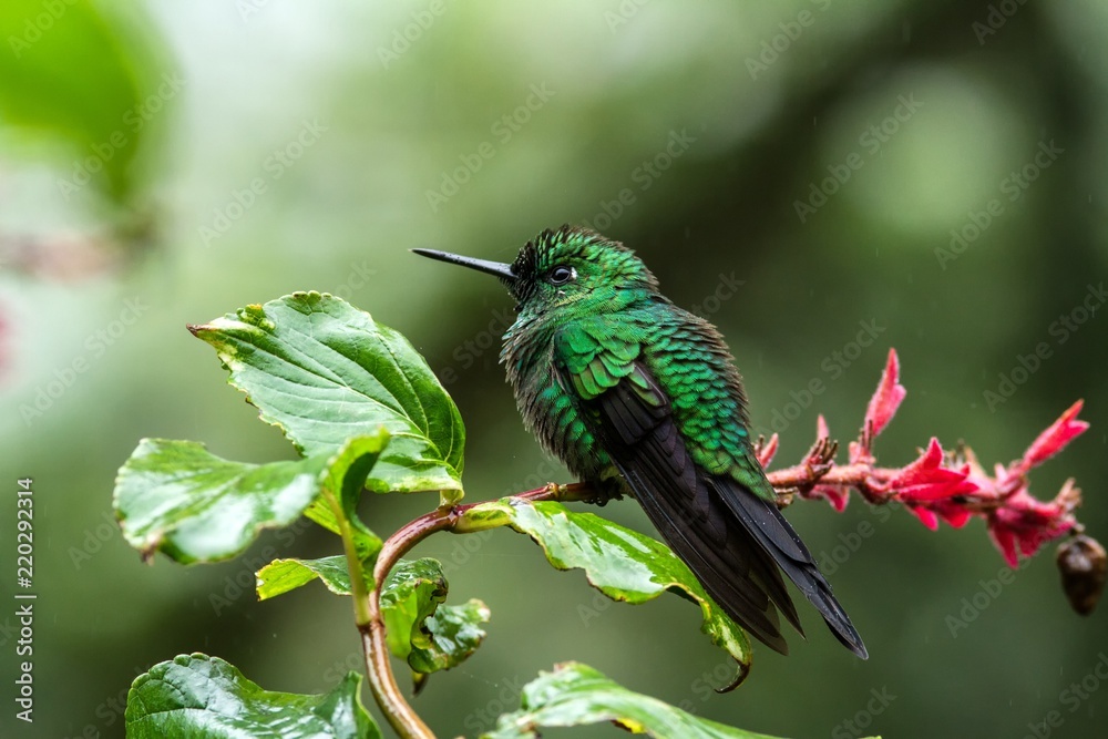 Fototapeta premium Green-crowned Brilliant Heliodoxa jacula sitting on branch, mountain tropical forest, Waterfalls garden, Costa Rica, bird perching on branch, tiny beautiful blue hummingbird in natural habitat, flower