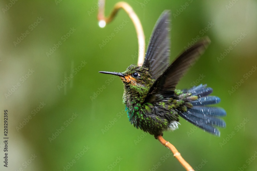 Fototapeta premium green-crowned brilliant, Heliodoxa jacula sitting on branch, bird from mountain tropical forest, Waterfalls garden, Costa Rica, bird sitting in the rain and enjoying shower, wildlife scene