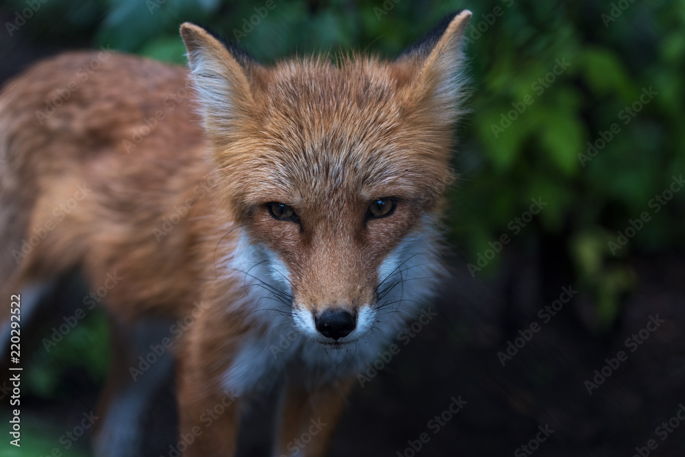 Fuchs Portrait Fuchs Portrait