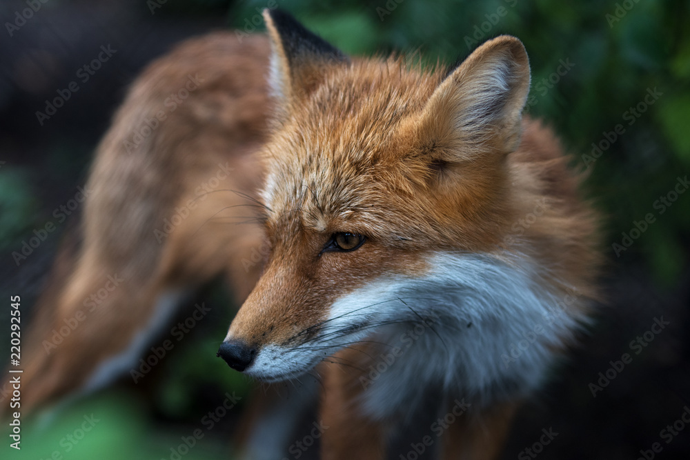 Fototapeta premium Fuchs Portrait