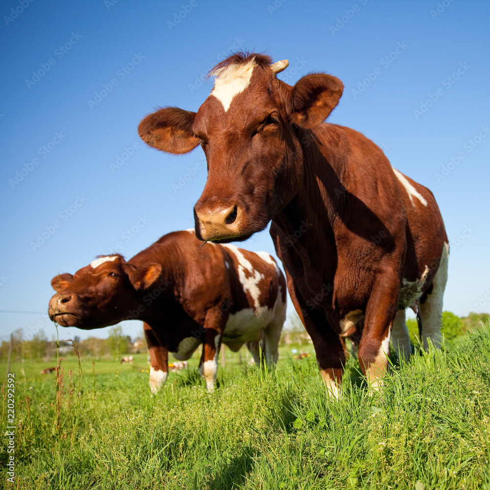 Vache au champ en France