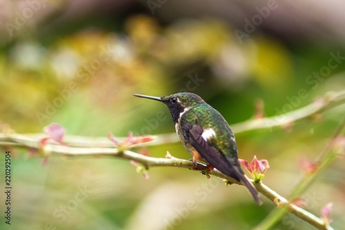 Magenta-throated Woodstar - Calliphlox bryan sitting on flower, bird from mountain tropical forest, Waterfalls garden, Costa Rica, bird perching on flower, enough space in background, tiny bird photo