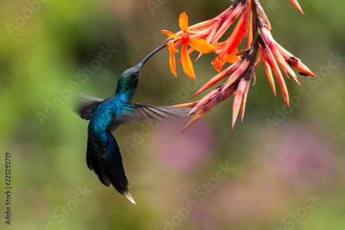 Green hermit, Phaethornis guy, hovering next to orange flower in garden, bird from mountain tropical forest, Waterfall Gardens La Paz, Costa Rica, beautiful hummingbird sucking nectar from blossom photo