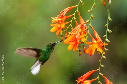 Coppery-headed Emerald, Elvira cupreiceps, hovering next to orange flower, bird from mountain tropical forest, Waterfall Gardens La Paz, Costa Rica, beautiful hummingbird sucking nectar from blossom