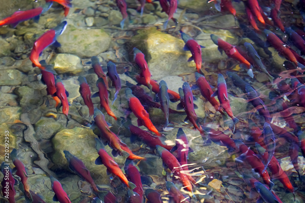 Obraz premium Kokanee salmon spawning in river