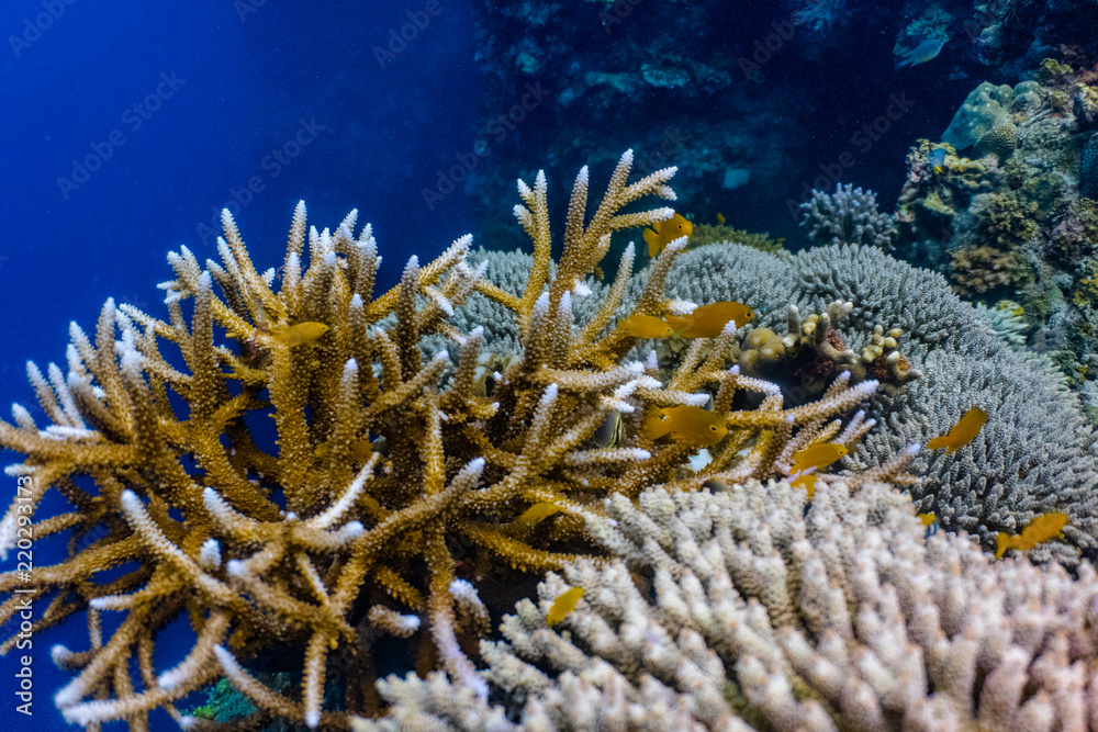 Healthy corals and reef fish in a thriving coral reef