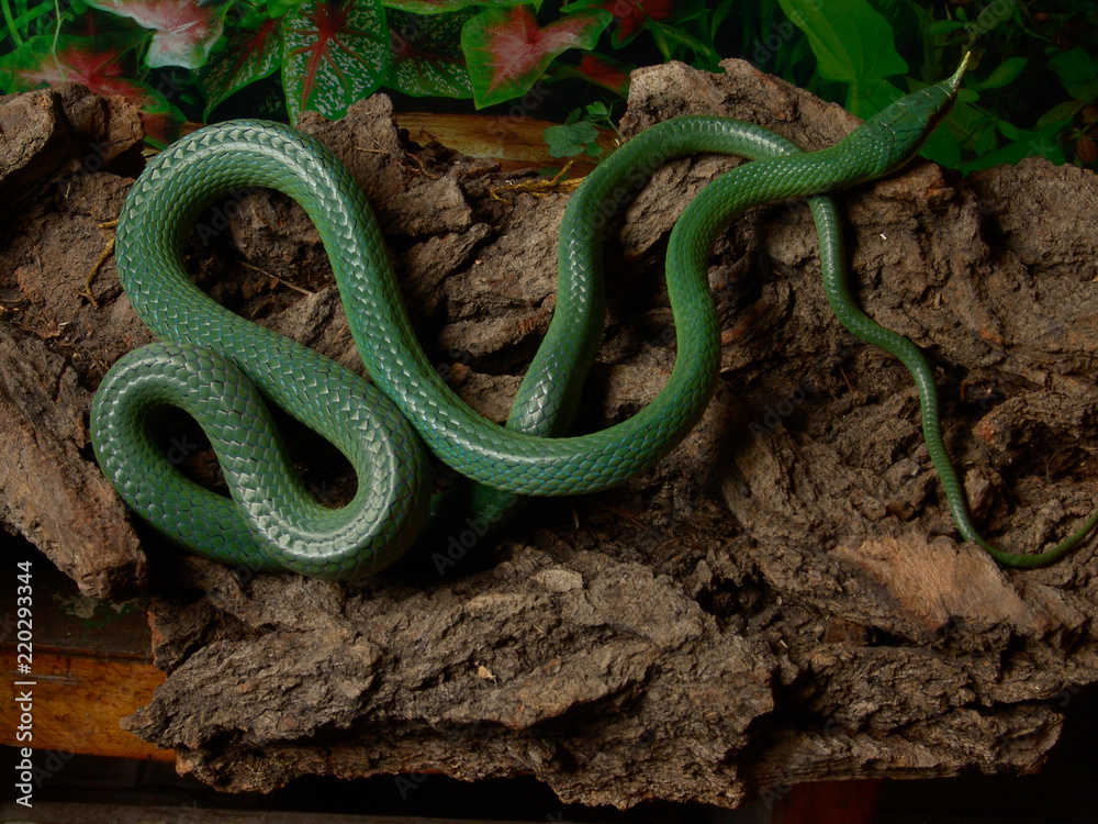 Rhinoceros Ratsnake Gonyosoma Boulengeri Young In Terrarium Stock Photo 