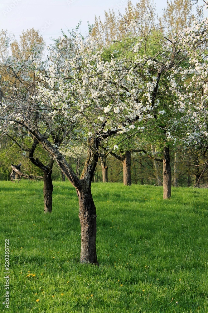 Fototapeta premium alte blühende Obstbäume