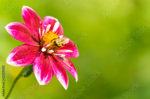 Fototapeta Naklejka Na Ścianę i Meble -  Biene bestäubt rote Halskrausendahlie (Asteracea) in der Morgensonne im Sommer..