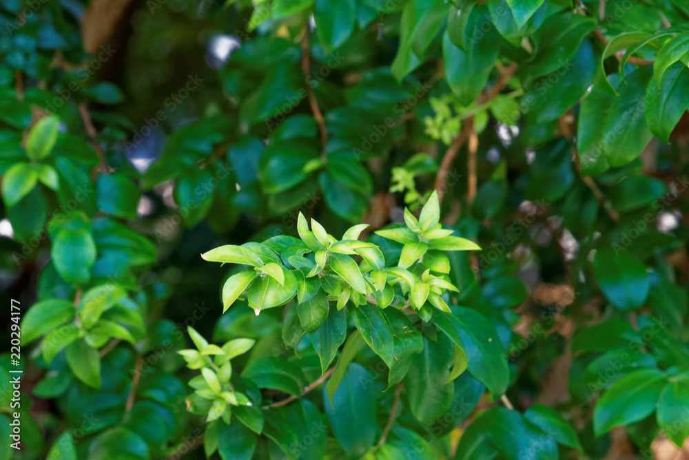 Myrtus communis, the common myrtle Myrtus communis, the common myrtle