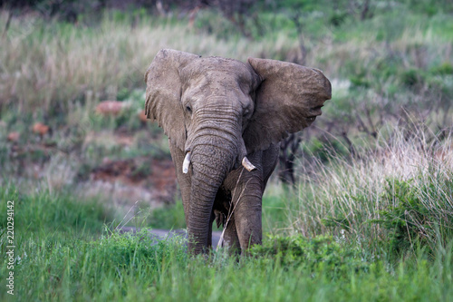 Bull elephant in the Nkomazi Game Reserve in South Africa photo