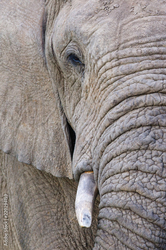 Bull elephant in the Nkomazi Game Reserve in South Africa