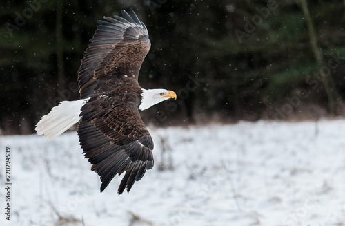 Bald Eagle in winter 