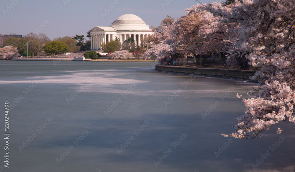 Obraz premium Washington DC Monuments Cherry Blossoms