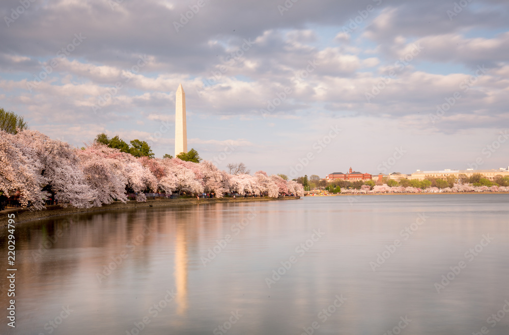 Washington DC Monuments Cherry Blossoms