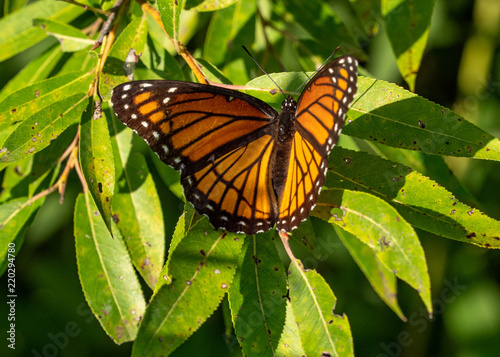 Monarch Butterfly