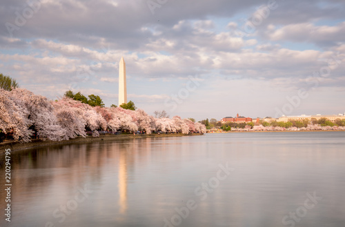 Washington DC Monuments Cherry Blossoms