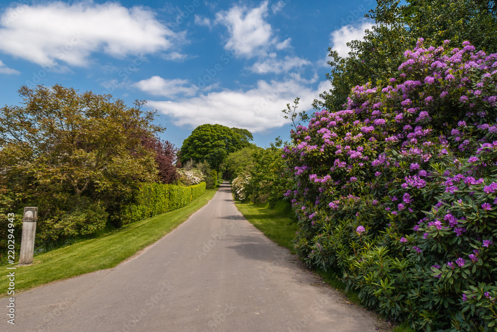 Edinburgh, Scotland, UK - June 14, 2012: Rural road with green borders and flowers under blue sky with white clouds in Dalmany House back country